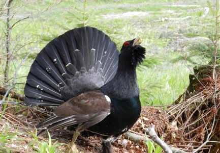 Auerhuhn